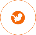 Pregnancy Plan